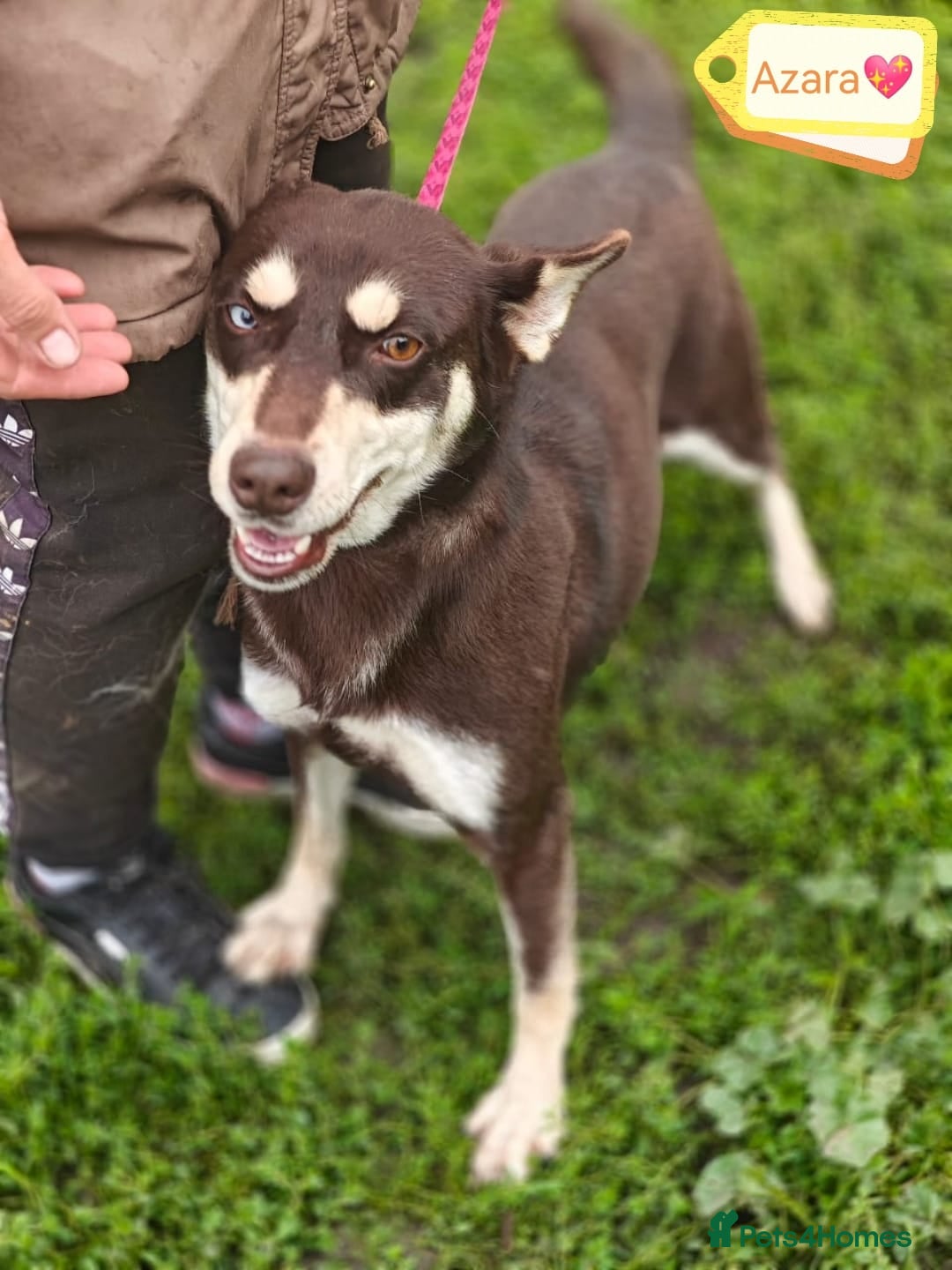 Mixed Breed dogs for adoption: ❤️Azara❤️: 3-year-old small-to-low-medium girl  - Advert 22