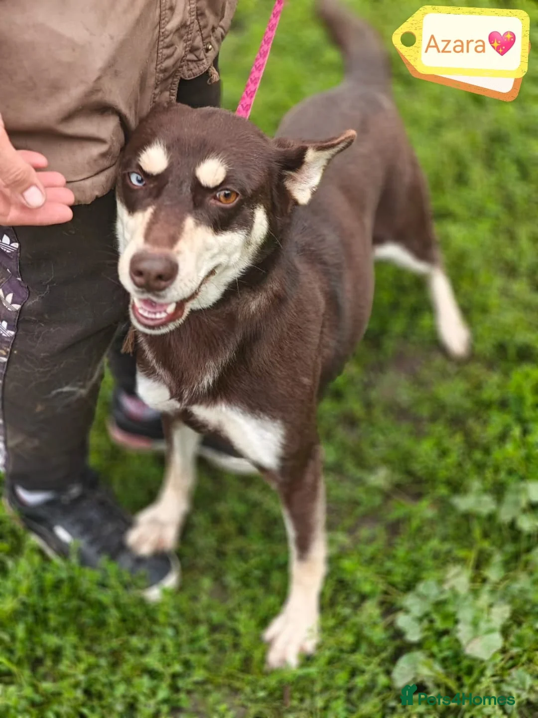 Mixed Breed dogs for adoption: ❤️Azara❤️: 3-year-old small-to-low-medium girl  - Advert 22