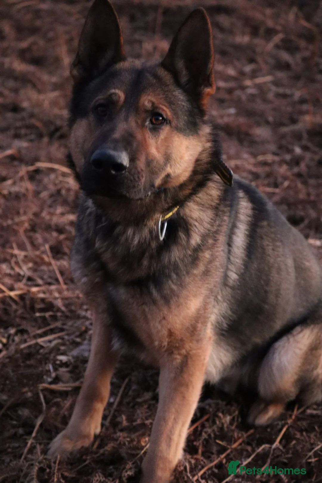 German Shepherd dogs for sale: Chewbacca the handsome gsd  - Advert 17