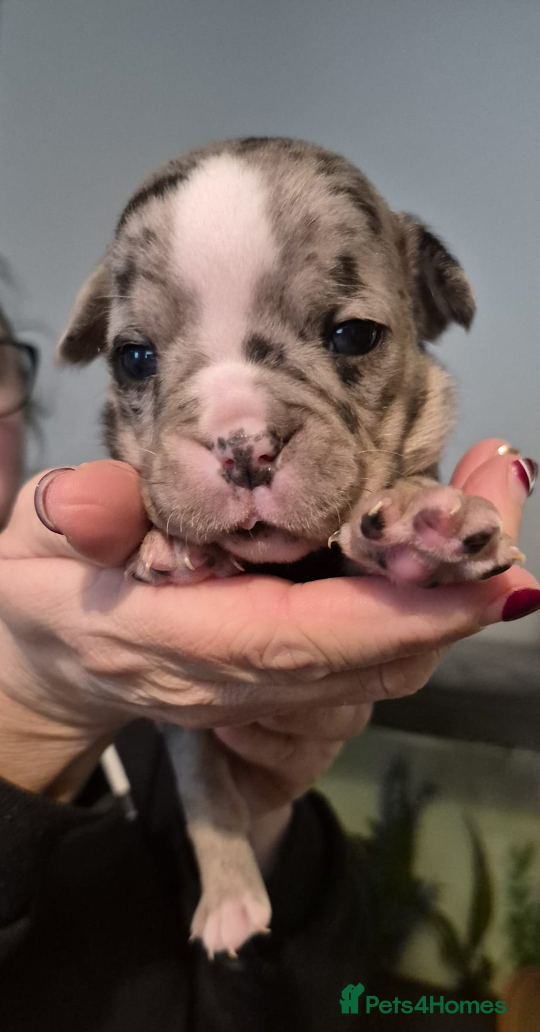 Olde English Bulldogge dogs for sale: Olde English bulldogge puppys - Advert 21