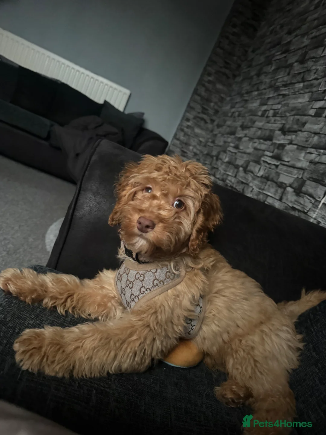 Cockapoo dogs for sale: Cockapoo boy - Advert 2