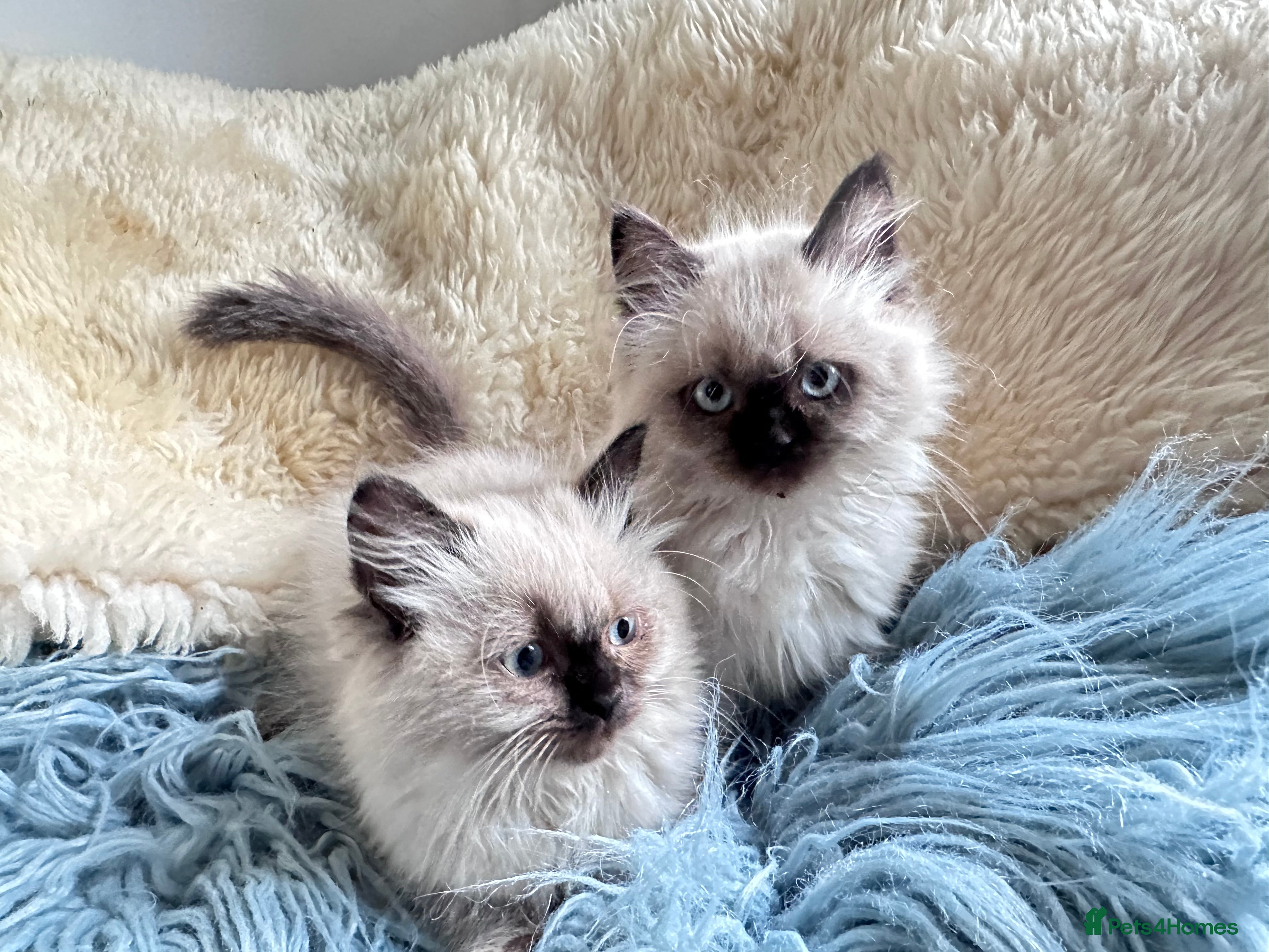 Ragdoll cats Pure Ragdoll kittens adorable and very fluffy  - Advert 2