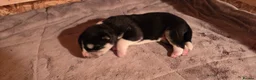 Huskita dogs for sale: Akita with 6% husky (Huskita) - Advert 19