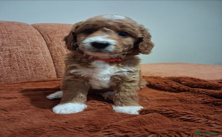 Australian Labradoodle dogs - Advert 2