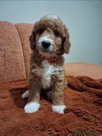 Australian Labradoodle dogs - Advert 3