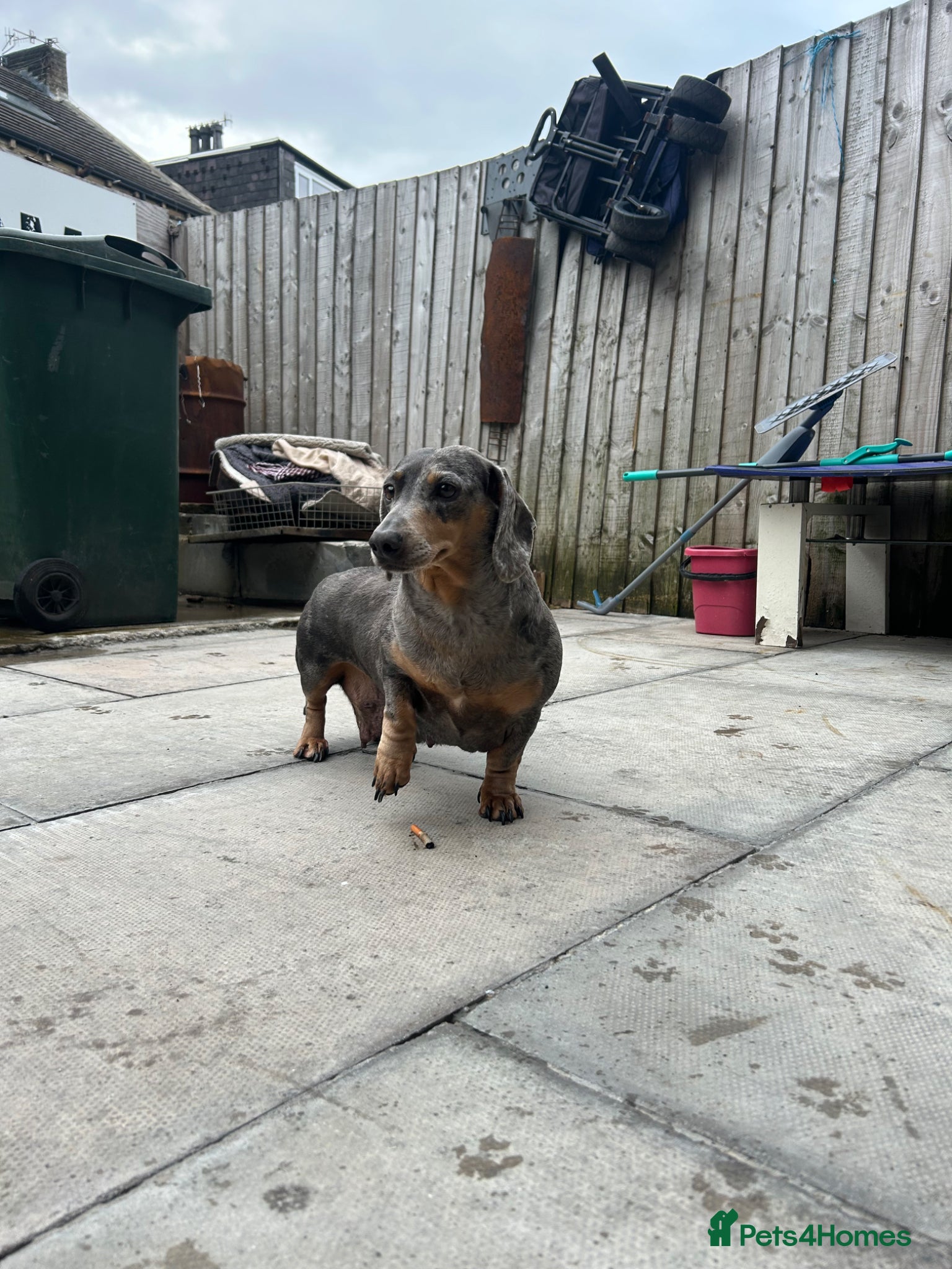 Dachshund dogs Female Dachsund - Advert 1