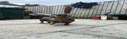 Dachshund dogs for sale: Female Dachsund - Advert 1