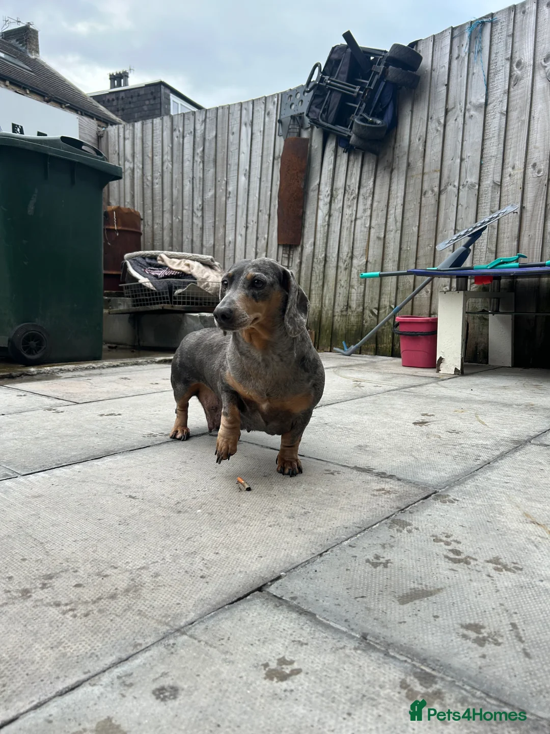 Dachshund dogs for sale: Female Dachsund - Advert 1