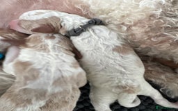 Double Doodle dogs for sale: Parti Double Doodles 🐾  - Image 10