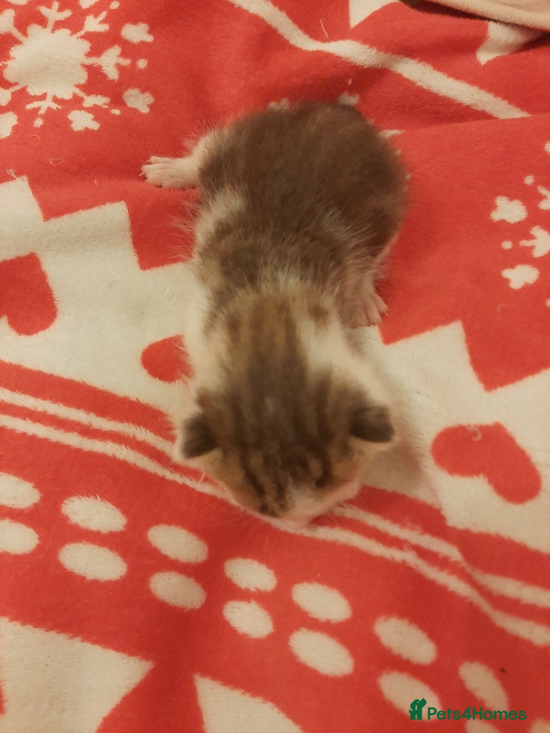 Mixed Breed cats for sale: Sell 3 Boys 1 girl  - Image 6