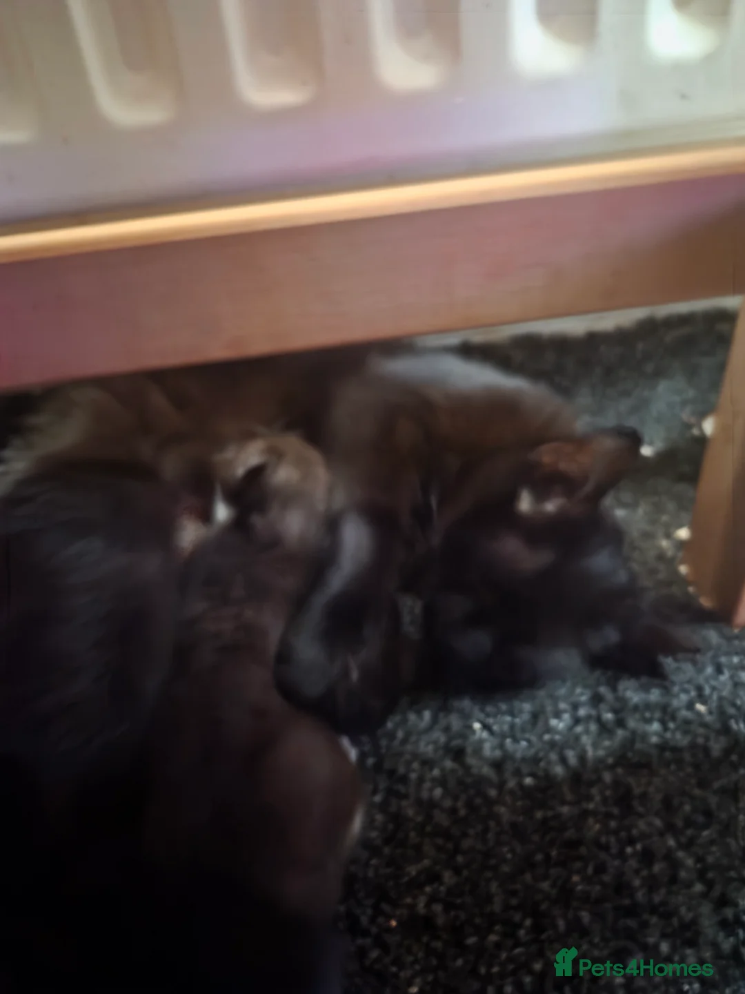 Mixed Breed cats for sale: One female kitty  in Stratford-upon-Avon - Advert 2
