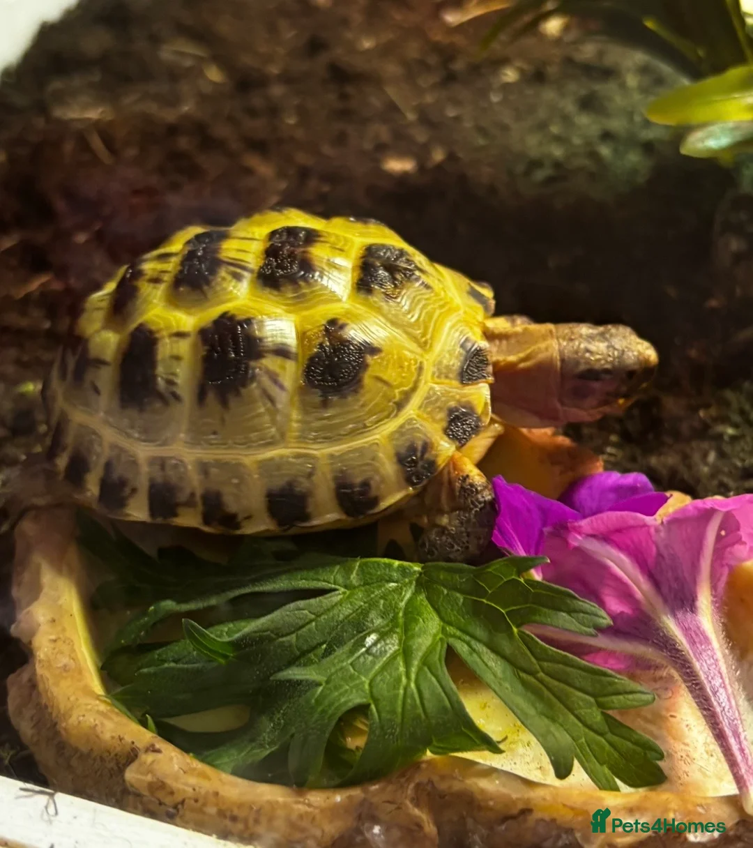 Tortoise reptiles for sale: 1 year old Horsfield Tortoise with enclosure etc - Advert 2