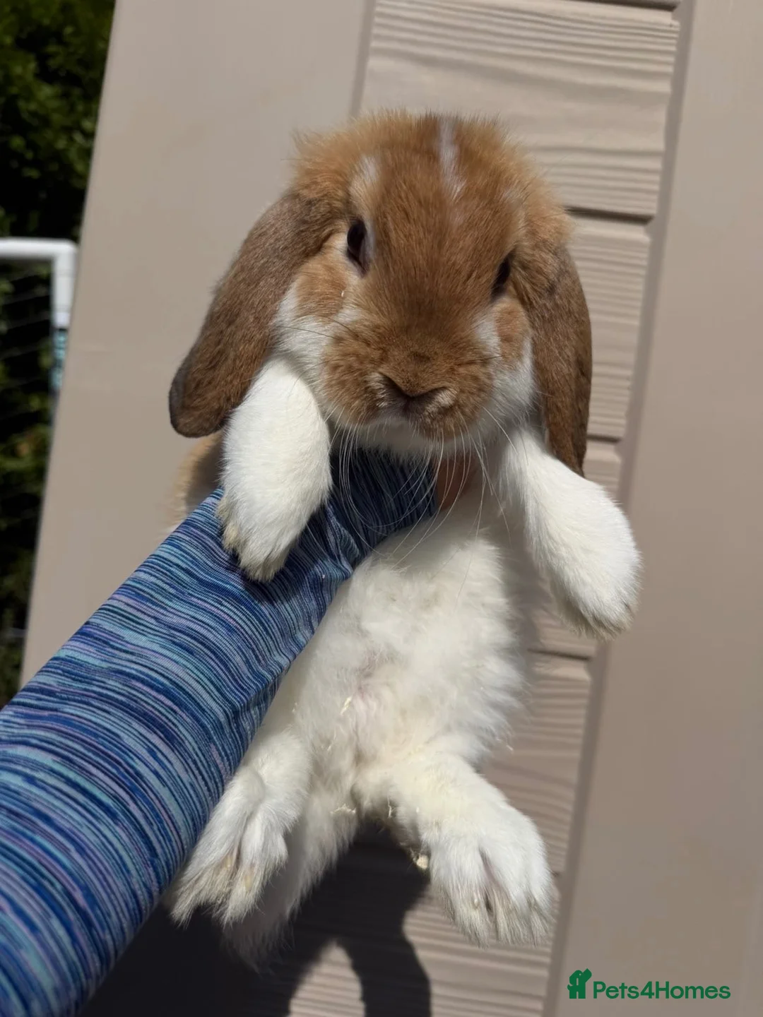 Mini Lop rabbits for sale: 🐰 Mini Lop Buck | For Sale   - Advert 2