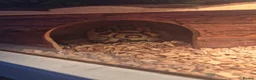 Tortoise reptiles for sale: Beautiful tortoise 🐢  - Advert 2