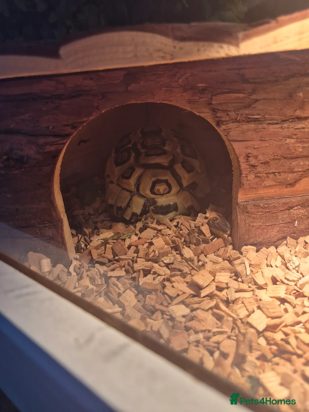 Tortoise reptiles for sale: Beautiful tortoise 🐢  - Advert 2