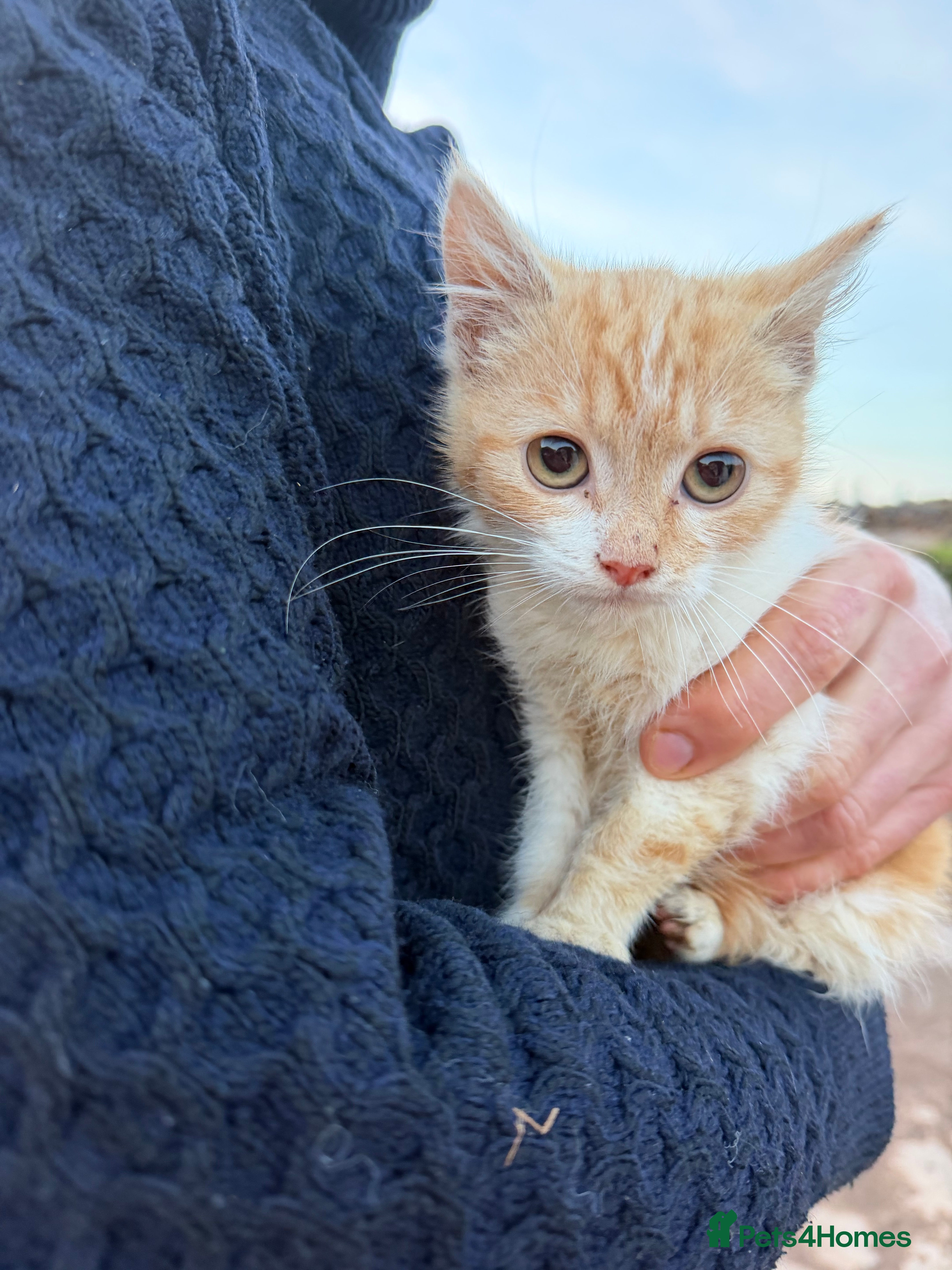 Mixed Breed cats for sale: Farm kitten available - ginger/white girl  - Advert 1