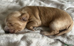 Cockapoo dogs for sale: Stunning F2 DNA health tested Cockapoo puppies  - Image 3