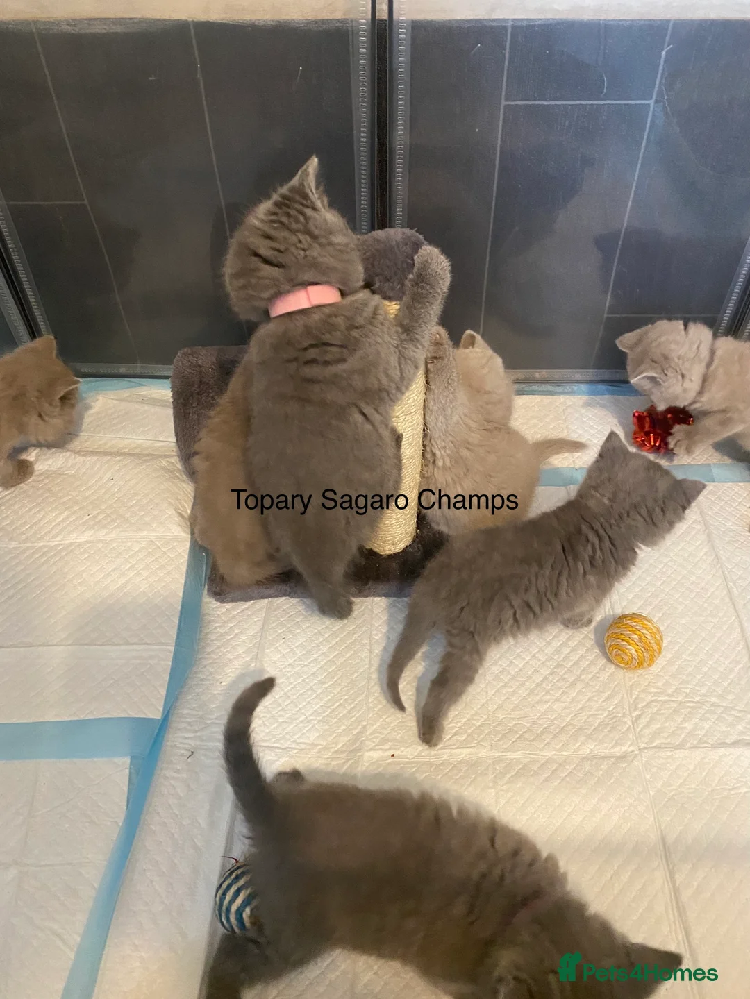 British Shorthair cats for stud: Proven Stud/Blood B/Choc carrier TICA/GCCF REG in Dartford - Advert 10