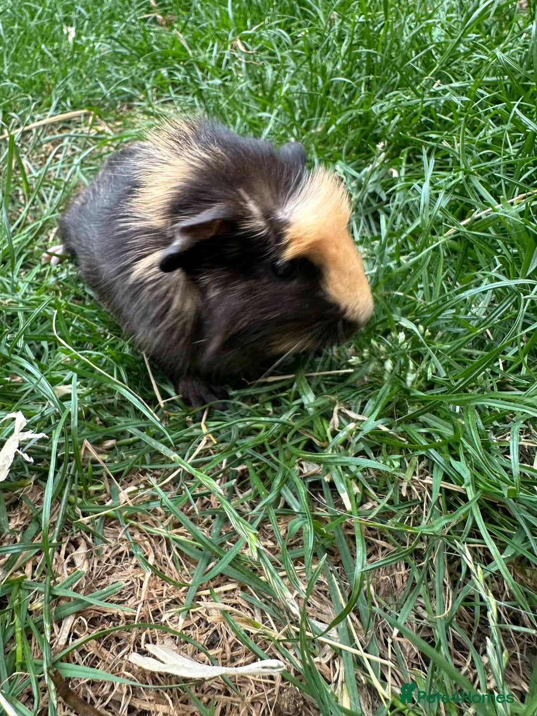 Guinea Pig rodents for sale: Male Guinea Pigs For Sale  - Image 17