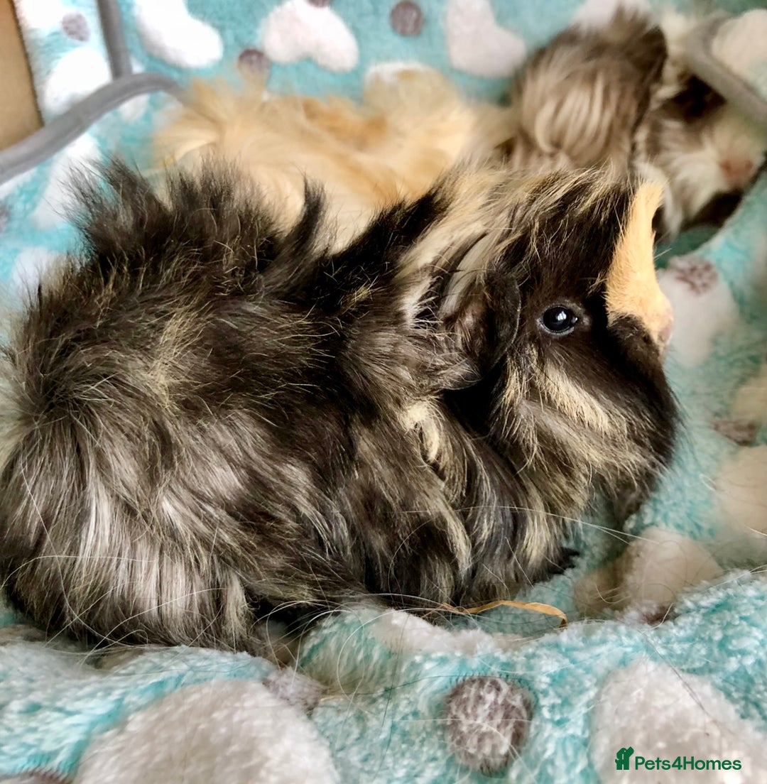 Guinea Pig rodents for sale: Beautiful Peruvian females (sows) - Image 5