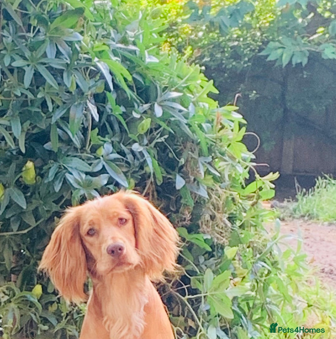 Mixed Breed dogs for sale: 6 Stunning Cock-a-chon puppies  - Advert 37