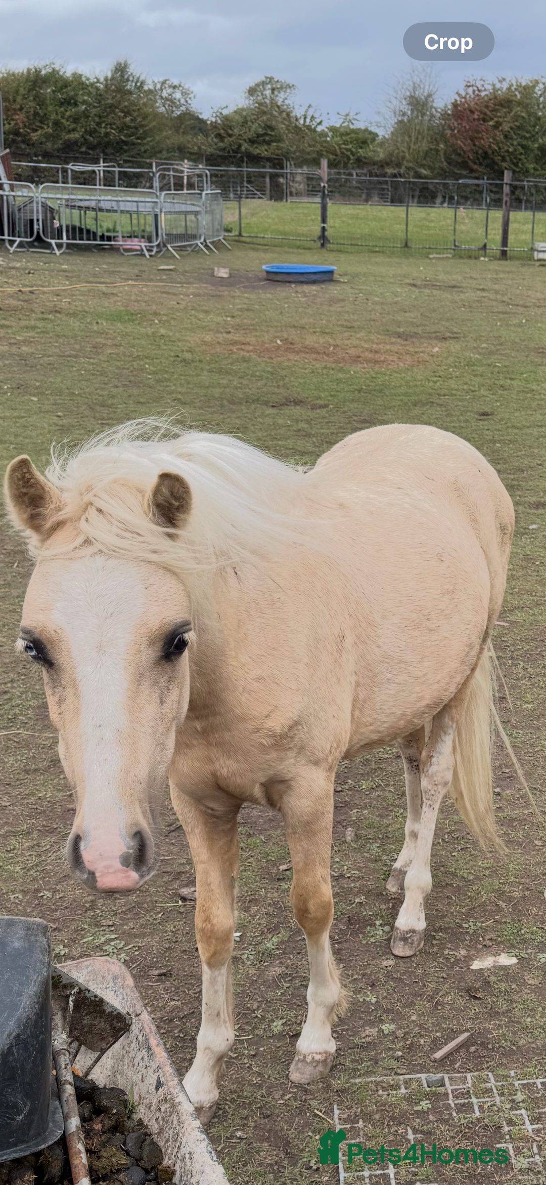 Welsh Section A horses for sale: Welsh pony - Image 2