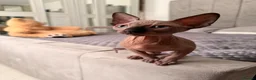 Sphynx cats for sale: !🌺🫶 Ready NOW!! - Advert 7