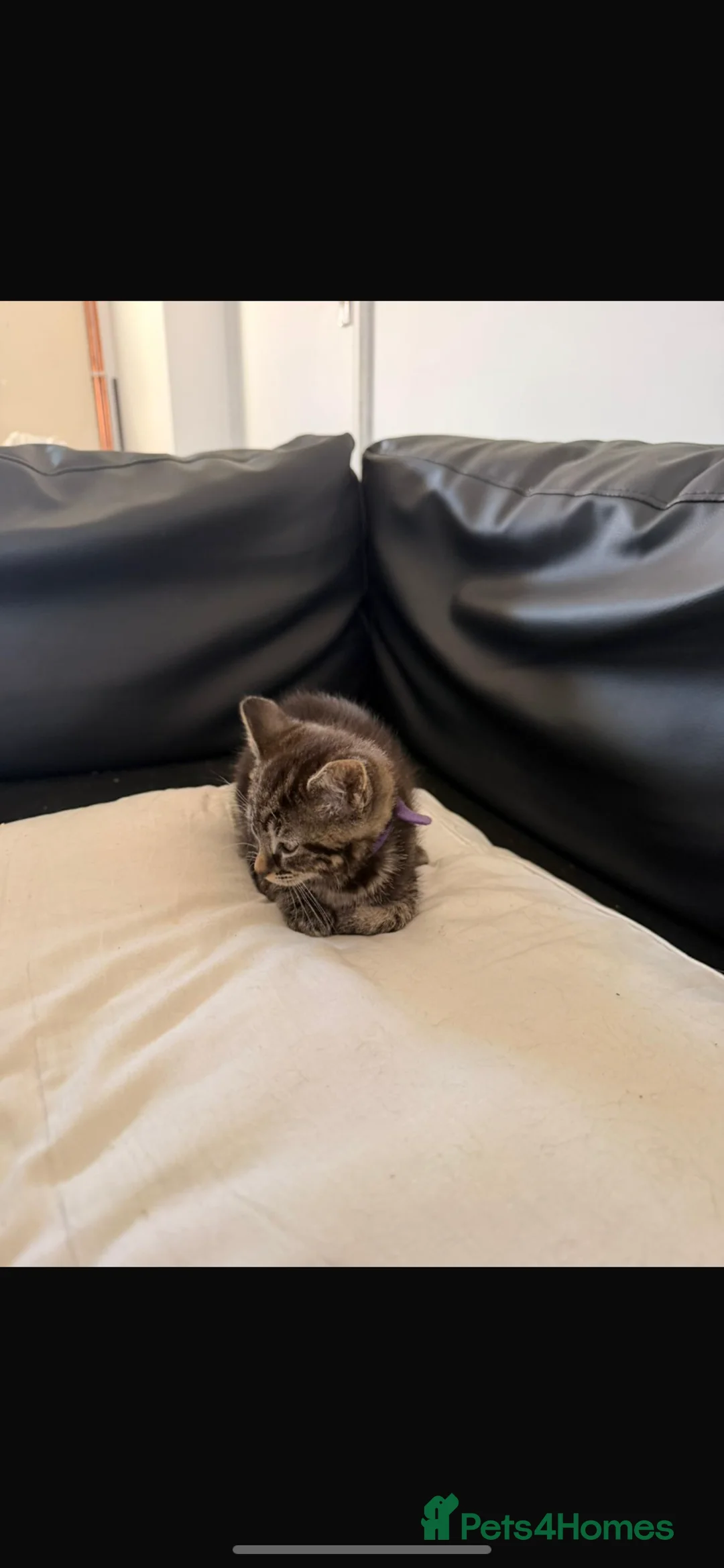 Mixed Breed cats for sale: Two beautiful tabby kittens left  in Swindon - Advert 2