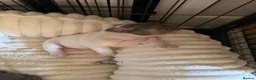 French Bulldog dogs for sale: Puppies in Saint Austell - Advert 3