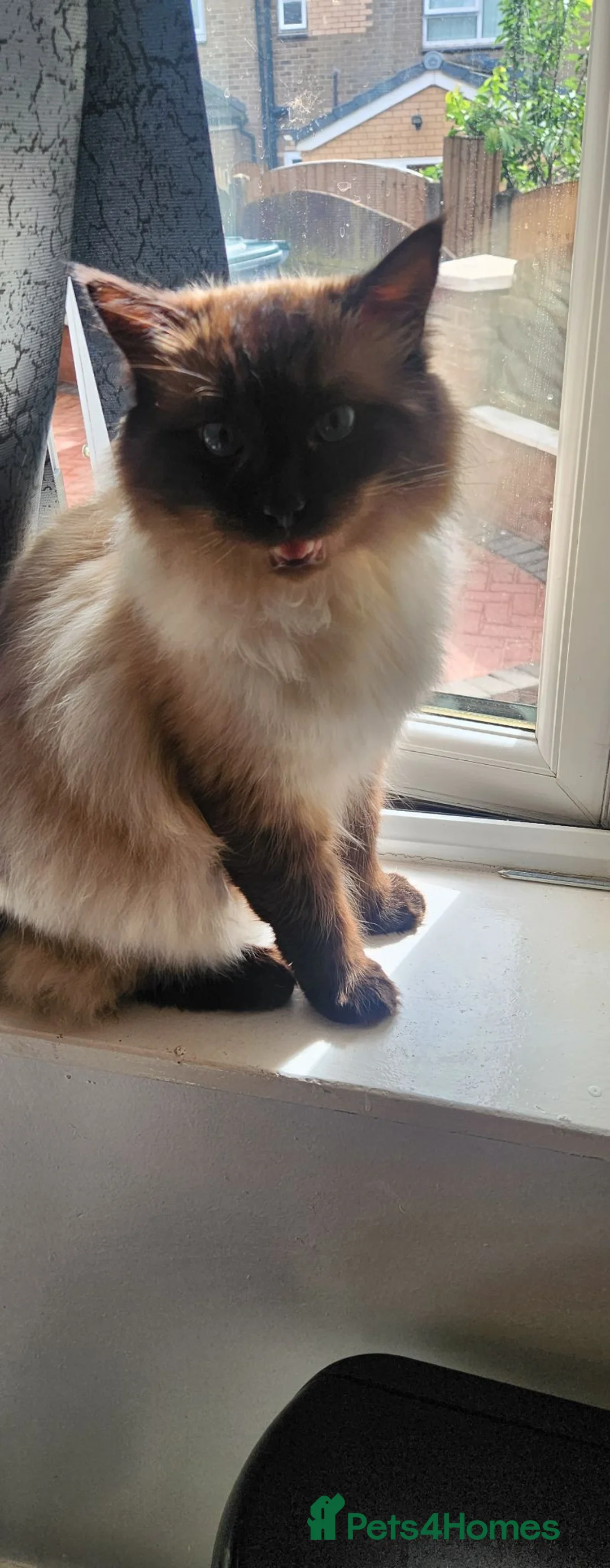 Ragdoll cats for sale: Beautiful  ragdoll (male) - Advert 2