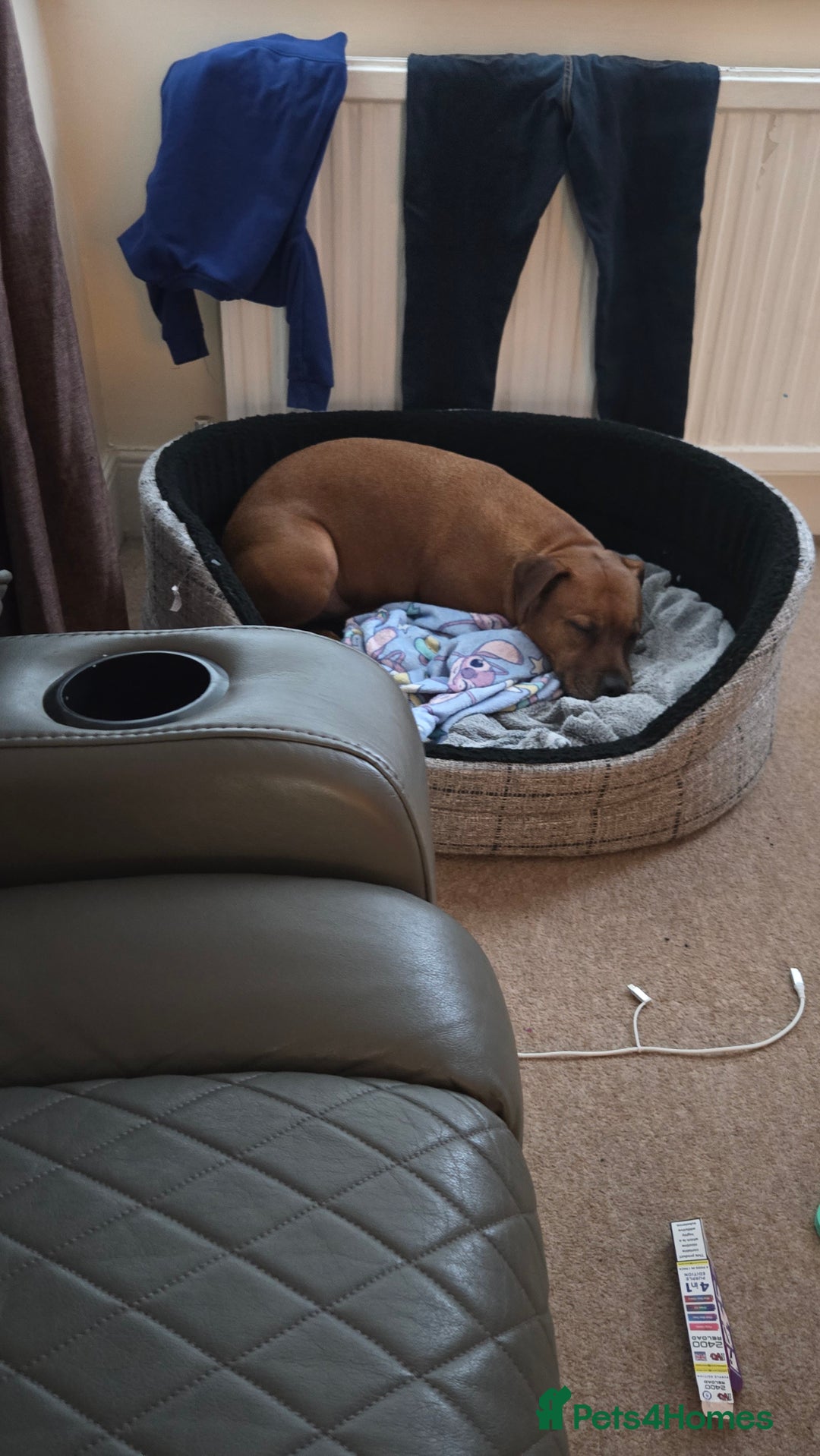 Staffordshire Bull Terrier dogs for sale: Loving 8-Year-Old Staffy Looking for Forever Home - Advert 2