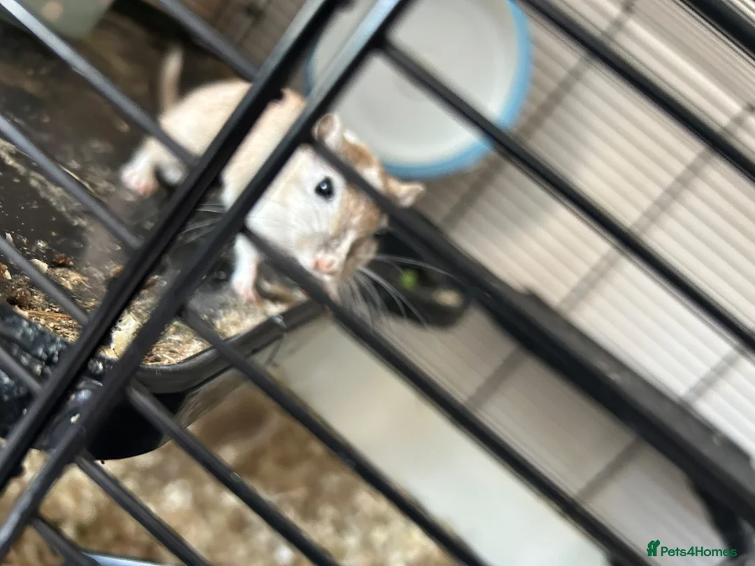 Gerbil rodents for sale: 11 month old gerbils looking for a new home in Egham - Advert 2