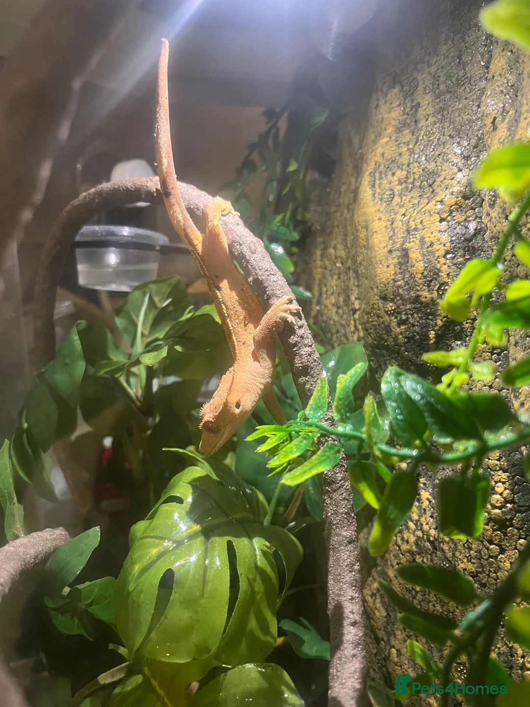 Gecko reptiles for sale: crested gecko  in Driffield - Advert 1