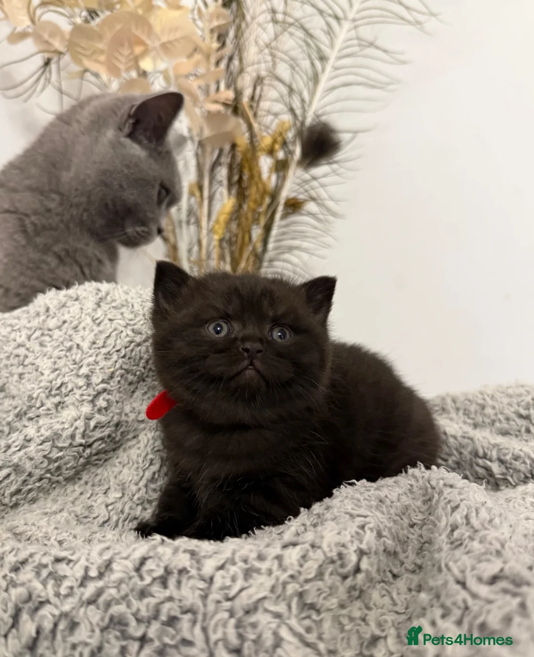 British Shorthair cats for sale: Beautiful Chocolate British Shorthair Kittens 🤎🐾 in Sutton-in-Ashfield - Advert 19