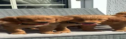 Golden Retriever dogs for sale: Beautiful dark red golden retriever pups - Advert 5