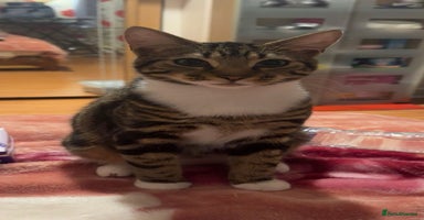 Mixed Breed cats - Advert 11