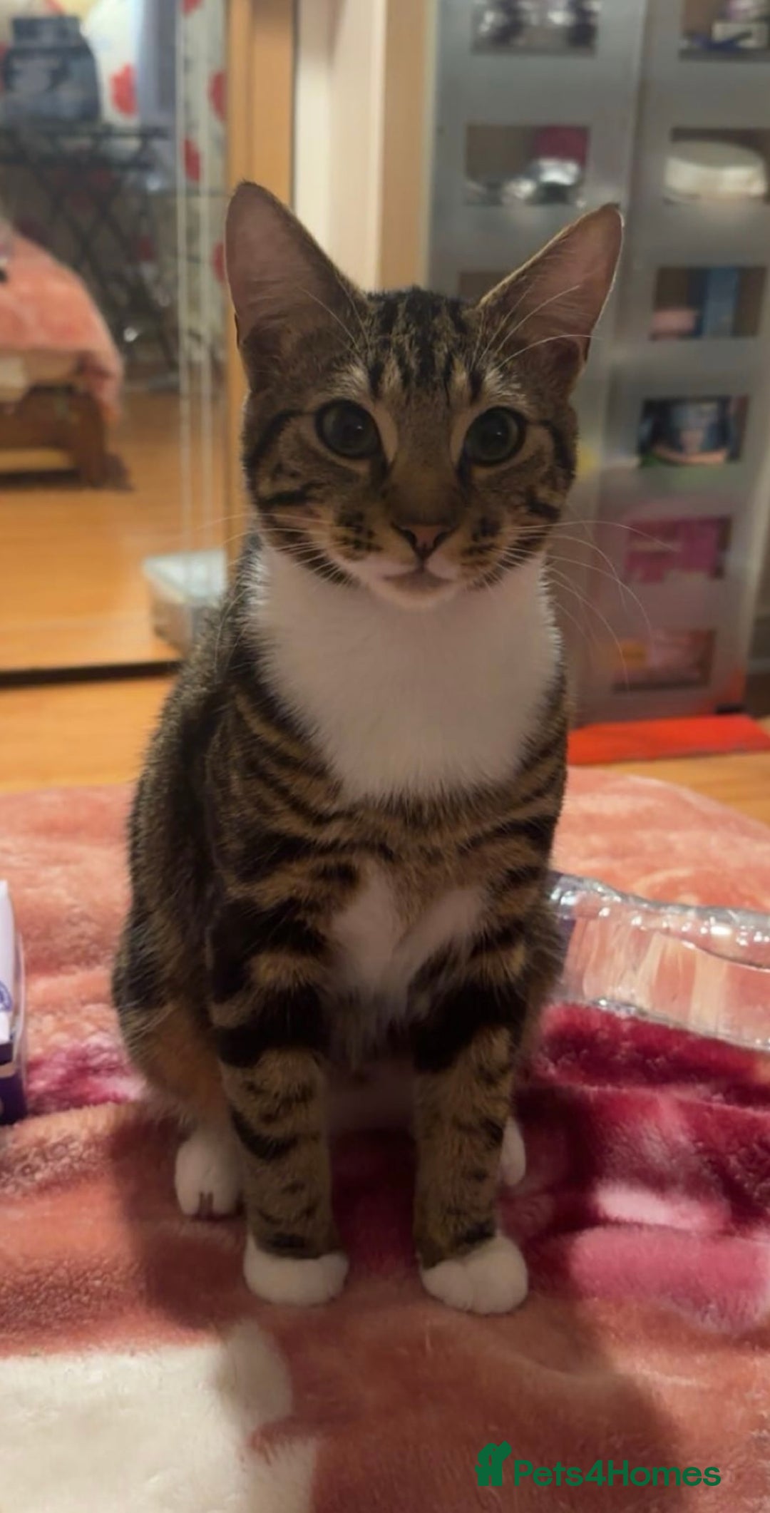 Mixed Breed cats for sale: Two cute kittens looking for a loving home - Image 2