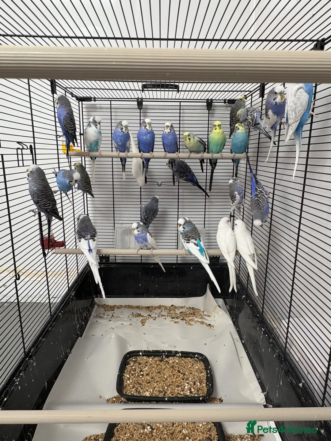 Budgerigars birds for sale: Budgerigars boys and girls - Advert 2