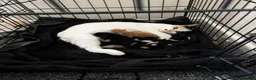 Mixed Breed cats for sale: Female kitten  in Stroud - Advert 3