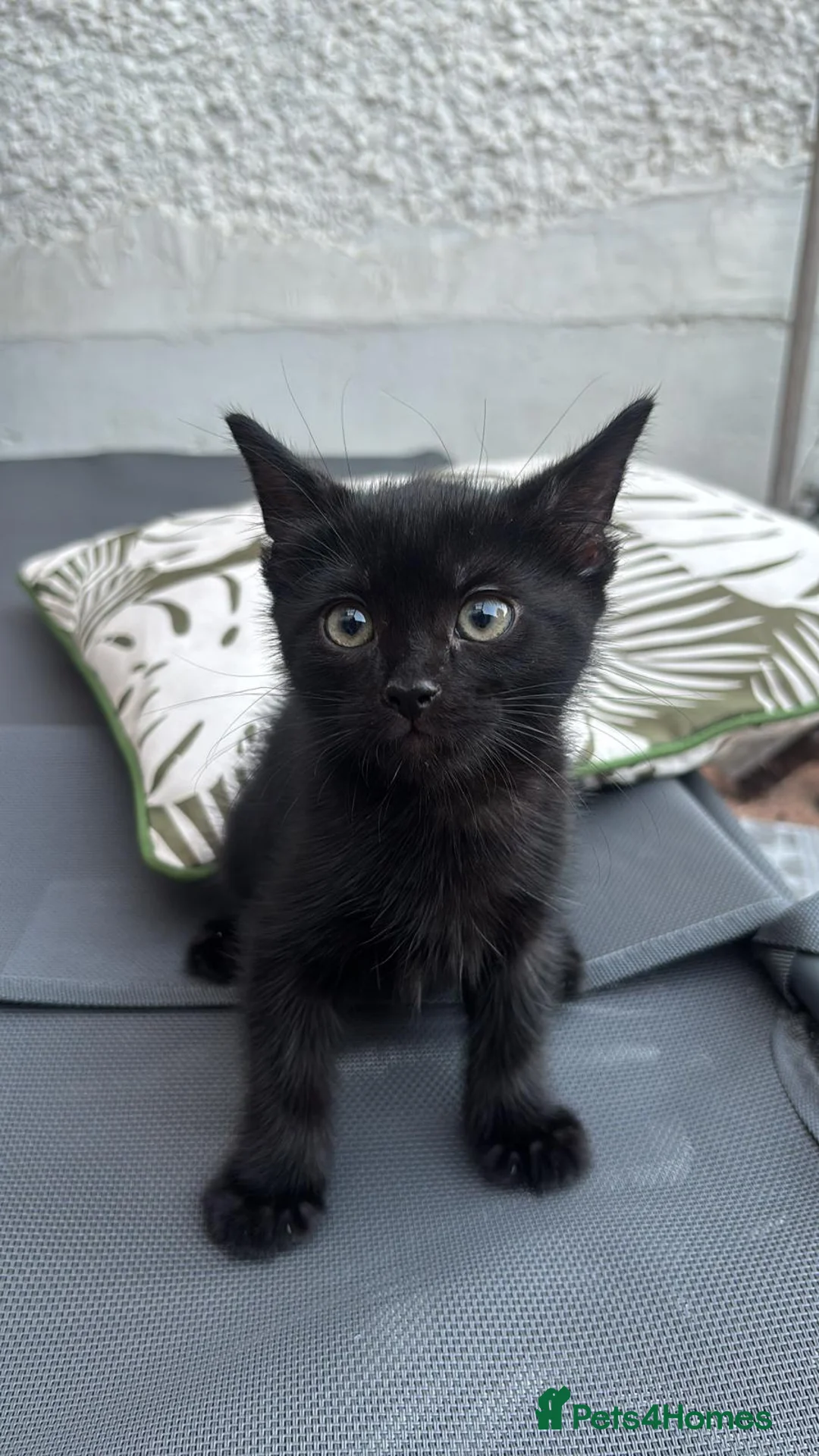 Mixed Breed cats for sale: Mixed breed kittens  - Advert 2