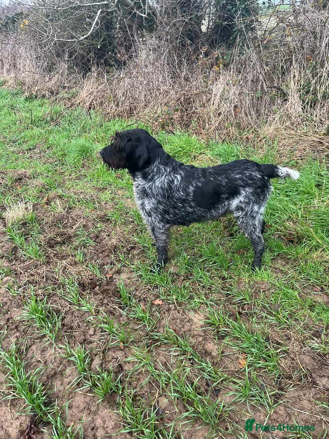 German Wirehaired Pointer dogs for sale: German wirehaired  pointer pups - Advert 9