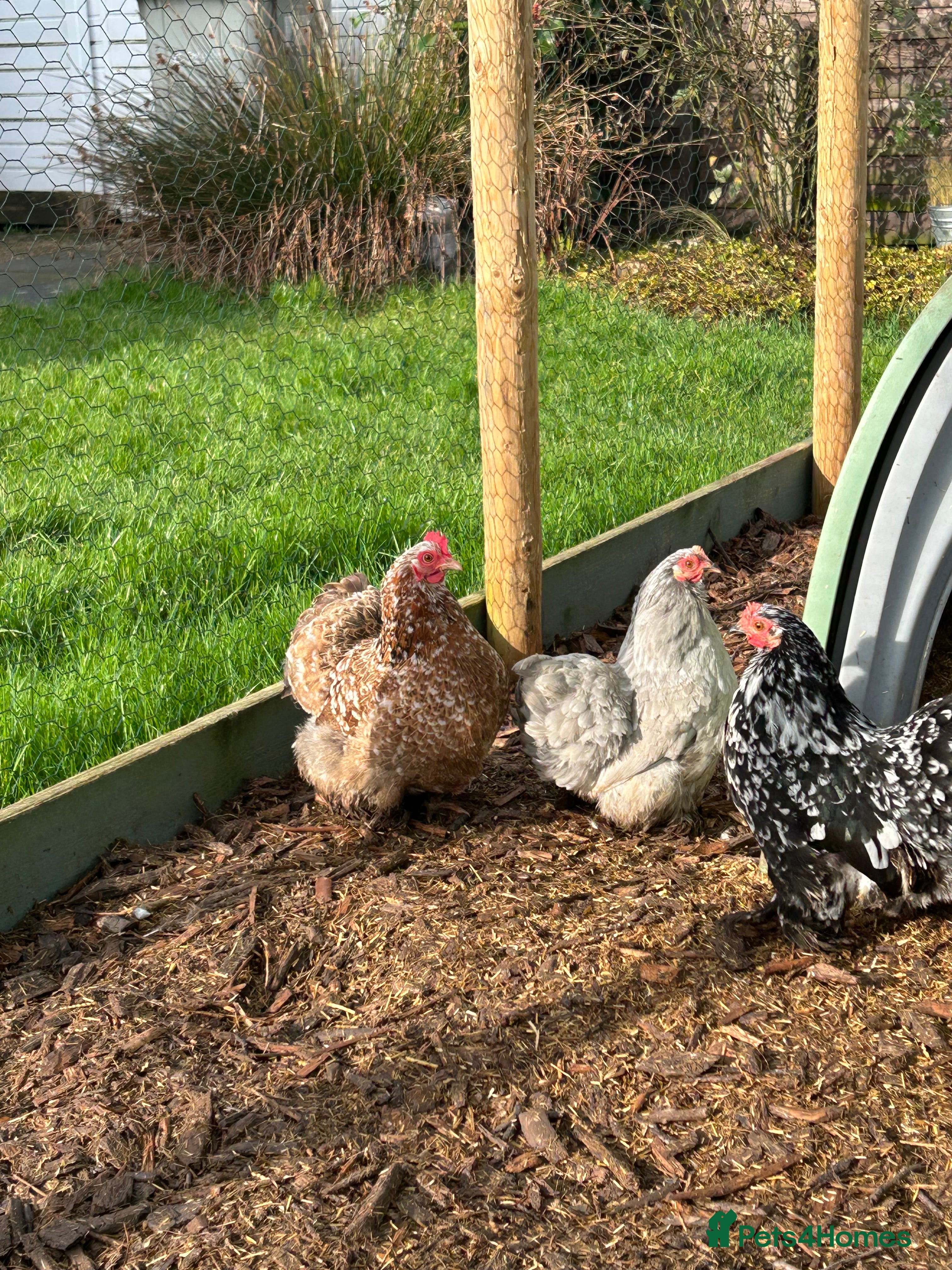 Chickens poultry Breeding group of mille fleur - Advert 1