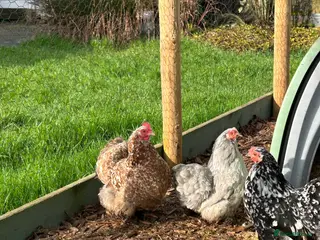 Chickens poultry Breeding group of mille fleur - Advert 1