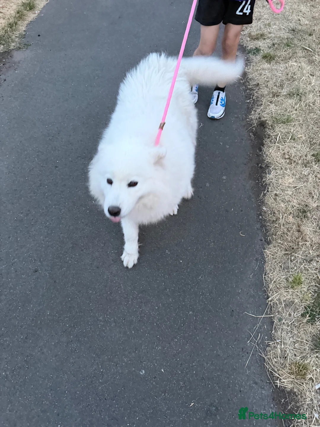 Samoyed dogs for sale: 4 year old Samoyed female  - Advert 4