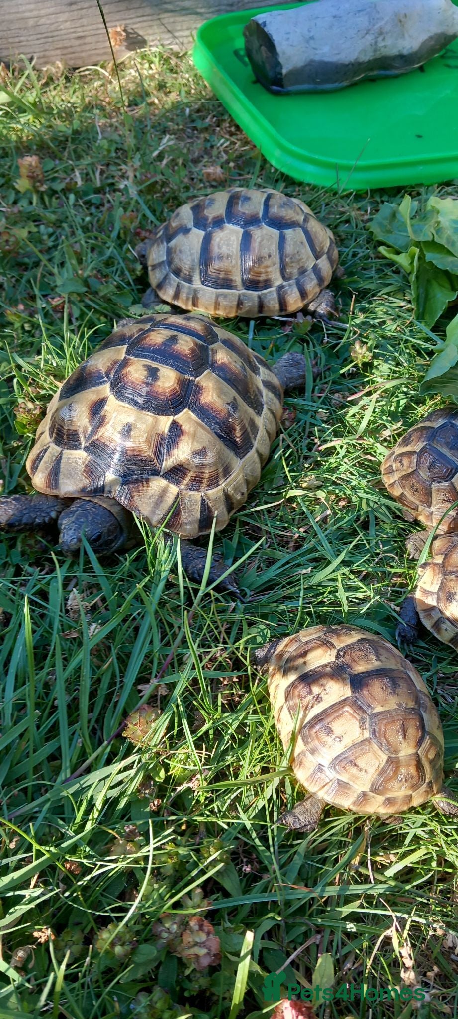 Tortoise reptiles Spur Thigh tortoise  - Advert 2