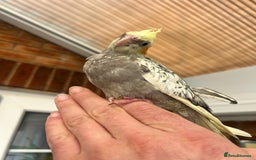 Cockatiels birds for sale: Young hand reared tame baby cocktails  - Image 9
