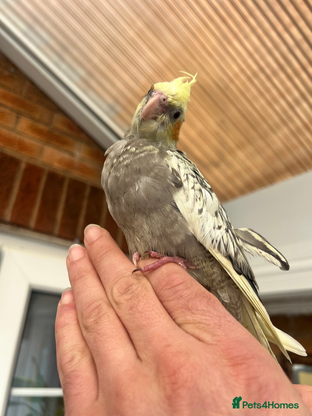 Cockatiels birds for sale: Young hand reared tame baby cocktails  - Image 9