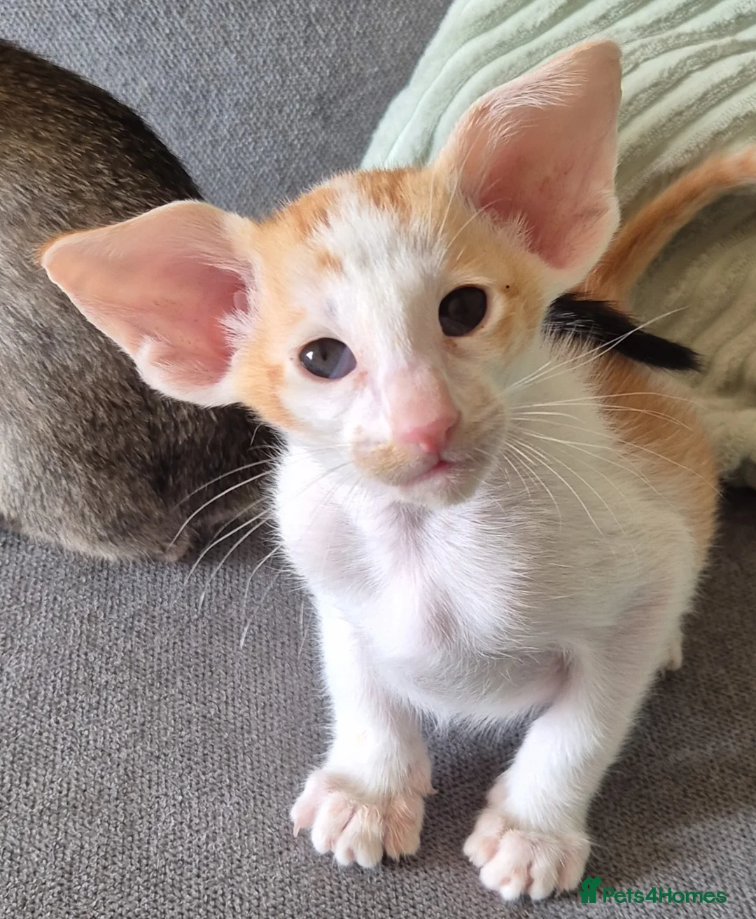 Oriental cats for sale: No expense spared, beautiful, bold kittens. in Daventry - Advert 2