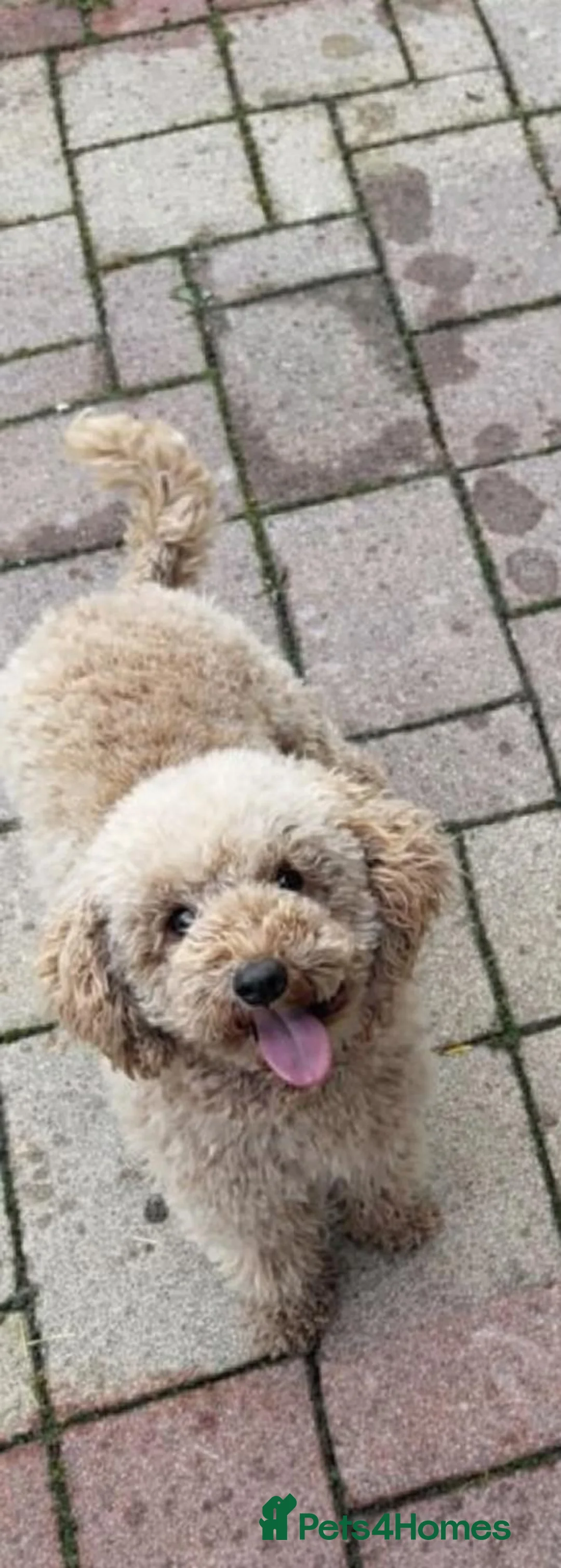 Toy Poodle dogs for sale: Toy poodle female - Advert 1