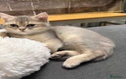 British Shorthair cats for sale: Top quality Champion Gccf british shorthair - Image 5